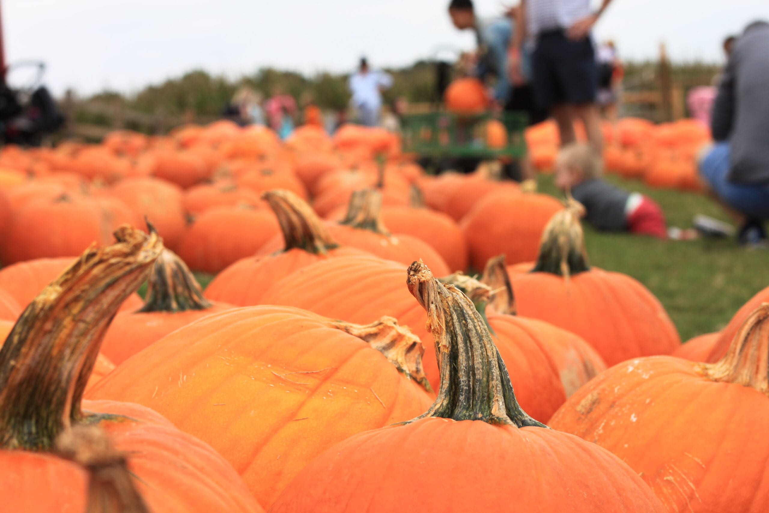 Pumpkin patch in McDonough Georgia