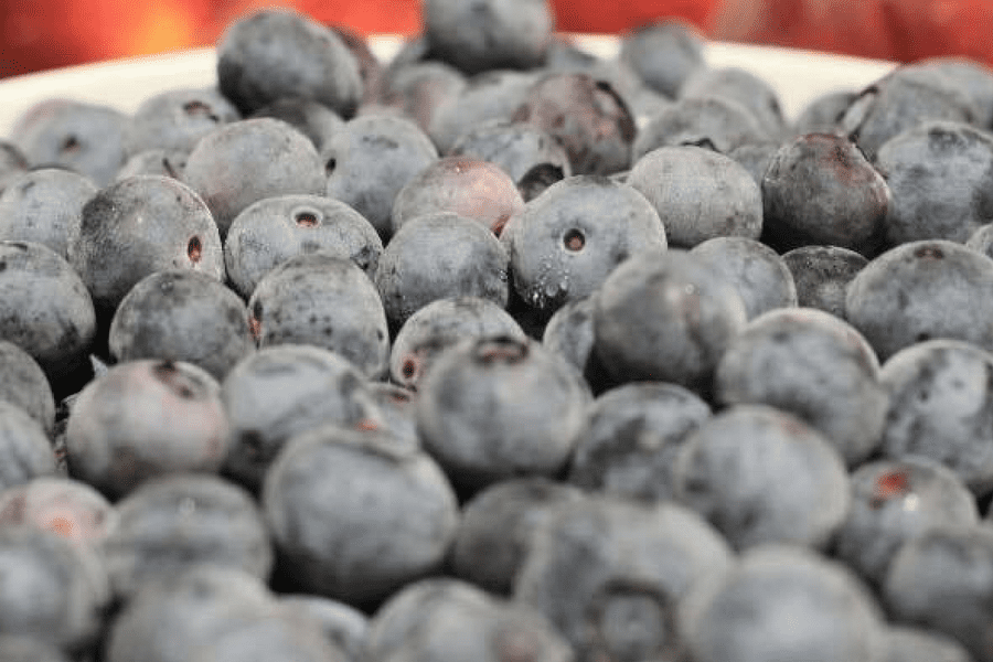 Southern Belle Farm Blueberries