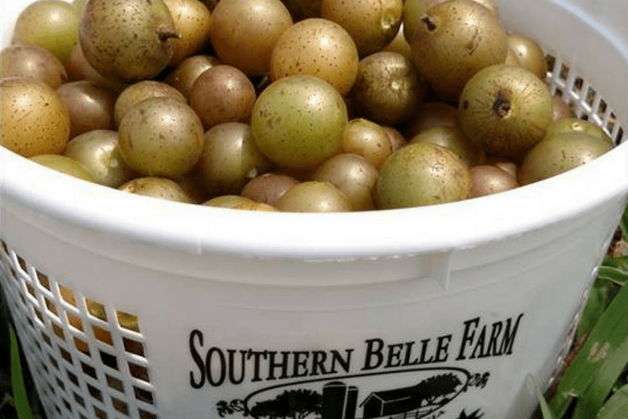 Southern Belle Farm Muscadines