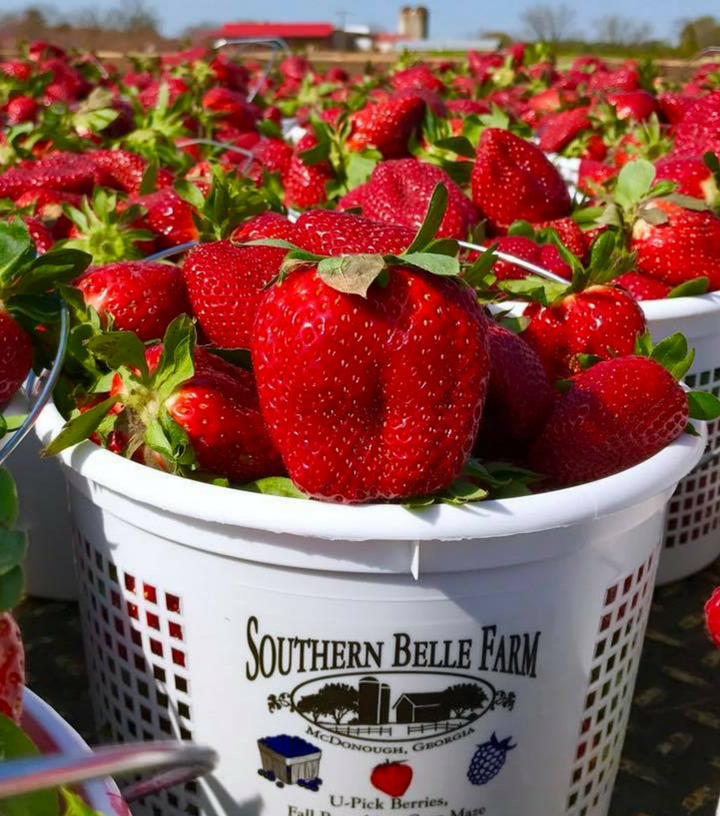 Southern Belle Farm Strawberries