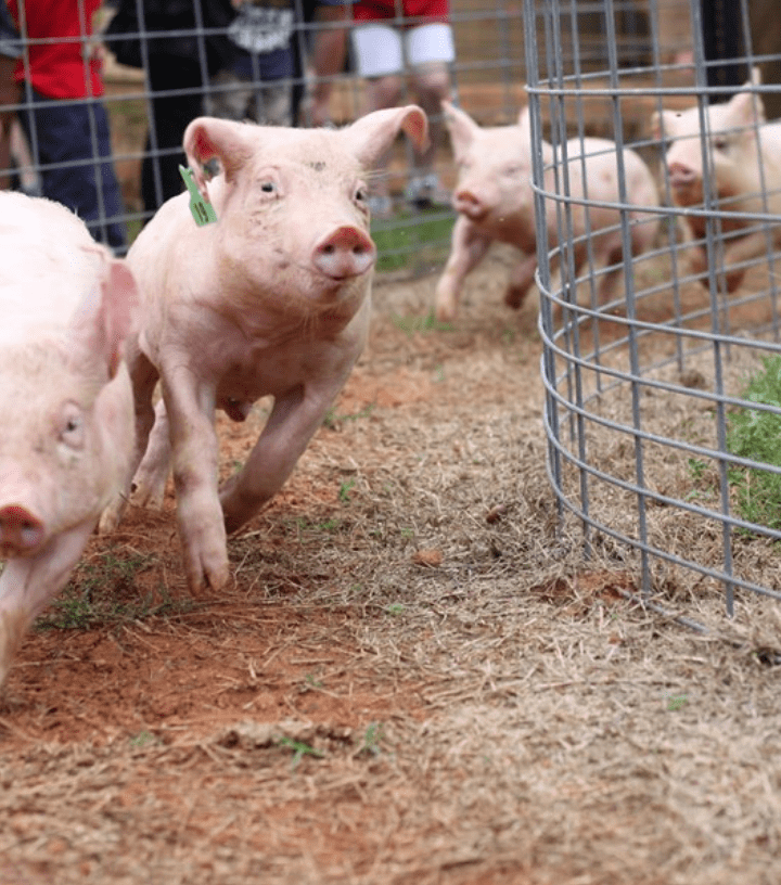 Southern Belle Pig Races