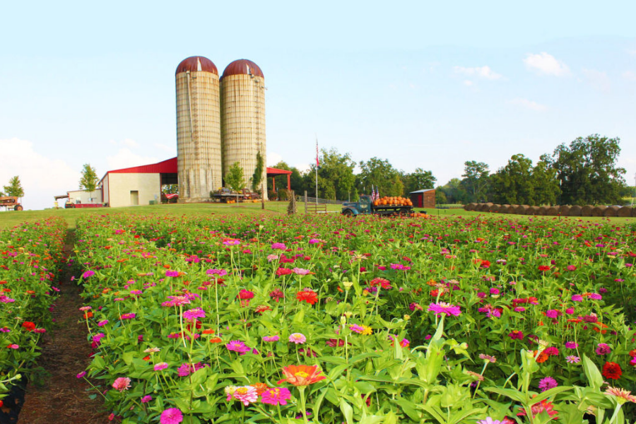 Southern Belle Flower Patch