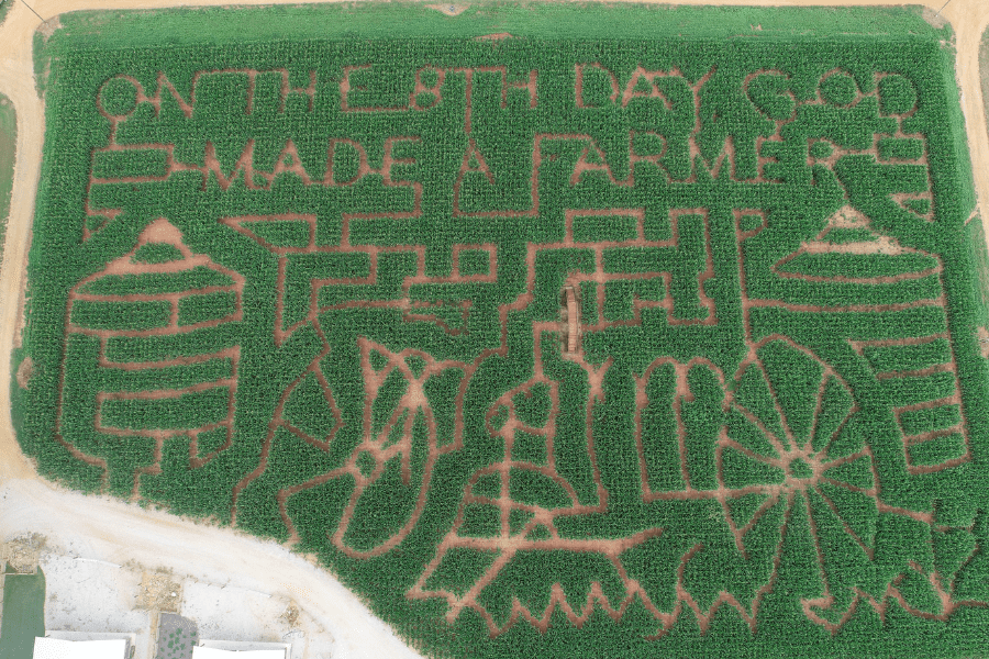 Southern Belle Corn Maze