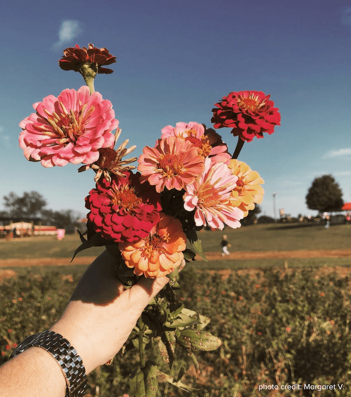 Flower Field photo credit Meg V.