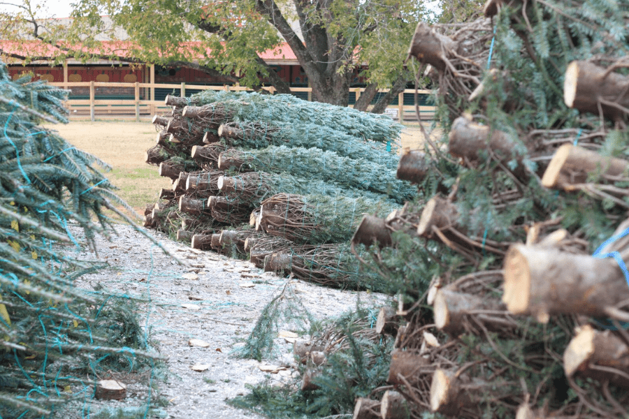 Southern Belle Farm Christmas Trees