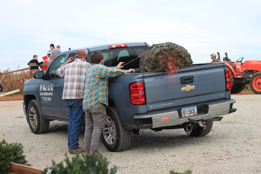 Southern Belle Farm Christmas Tree Farm