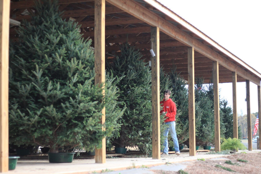 Southern Belle Farm Christmas Tree Farm