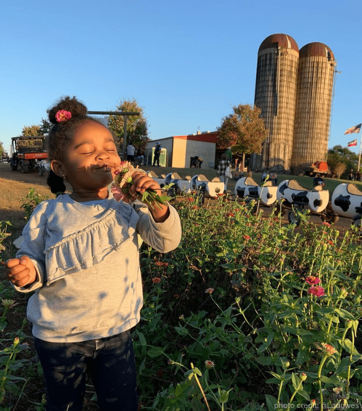 Southern Belle Flower Field photo credit @Ladywes