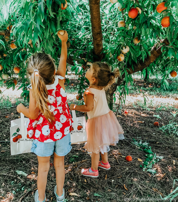 Southern Belle Peach Picking Photo Credit - Annmarie Bailey