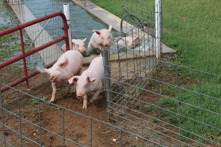 Southern Belle Blog Pig Races