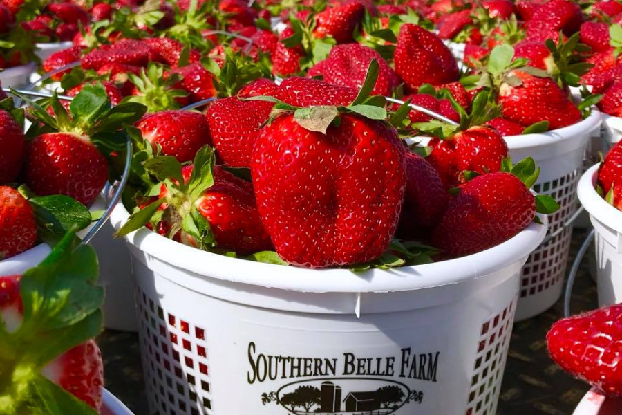 Southern Belle Blog Strawberries