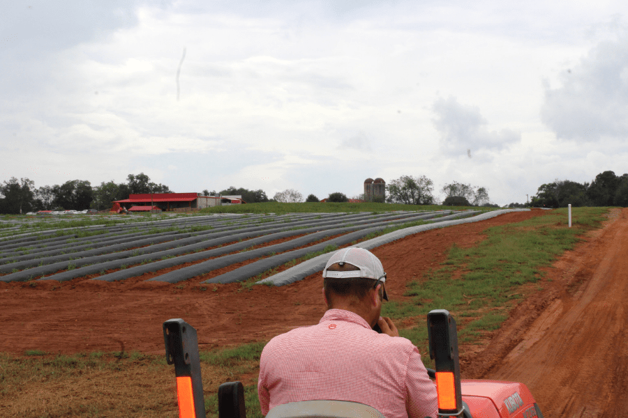 Southern Belle Strawberry Patch