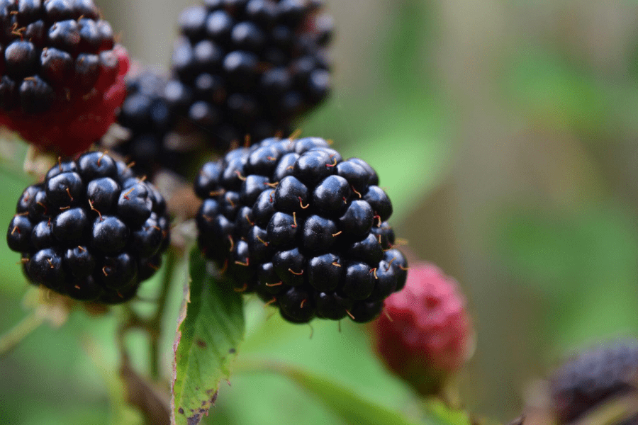 Southern Belle Blackberries