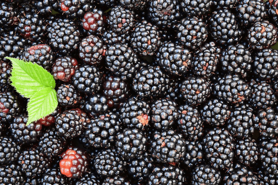 Southern Belle Blackberries