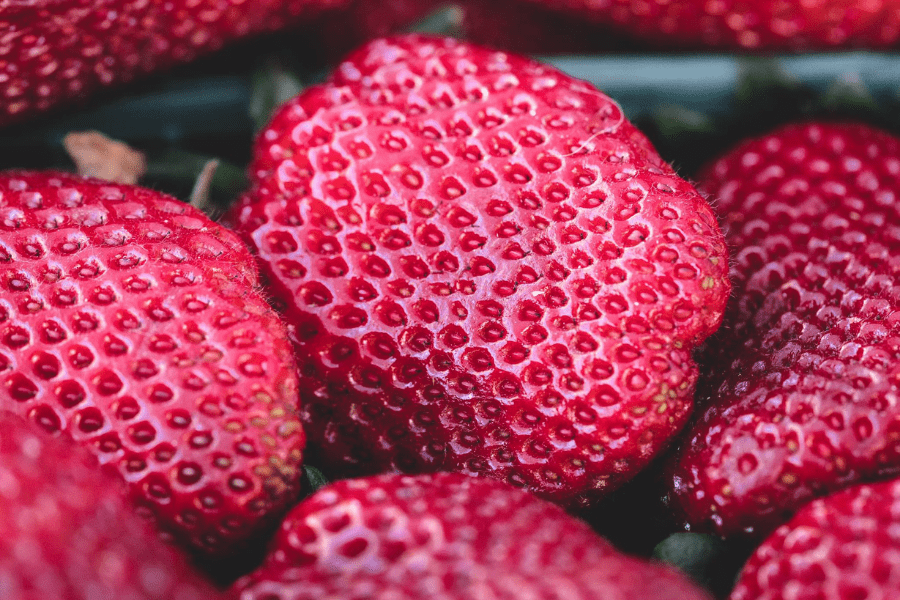 Southern Belle Strawberry Season