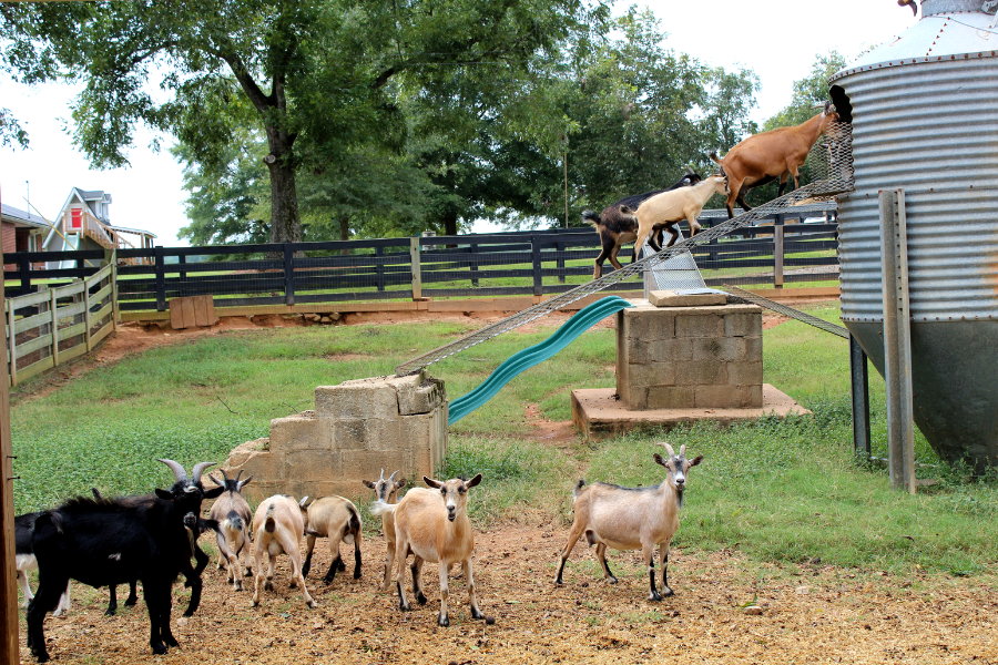 Southern Belle Belle's Barn