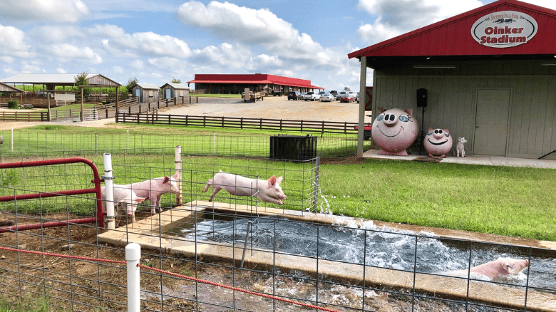 Pig Racing at Southern Belle Farm