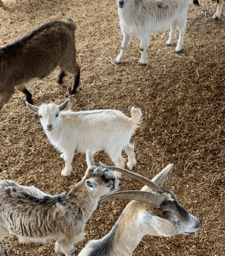 Southern Belle Farm Goats