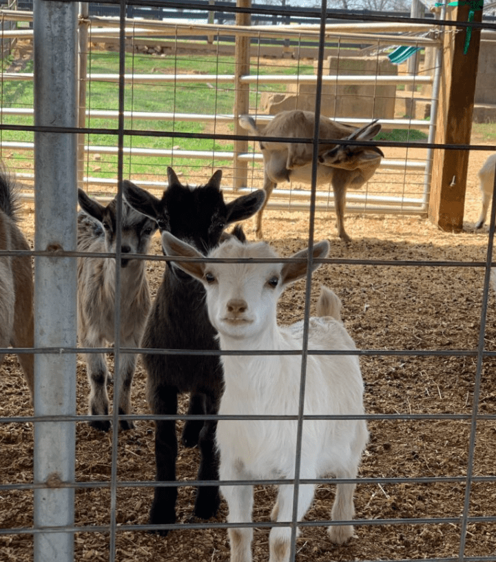 Southern Belle Farm Goats