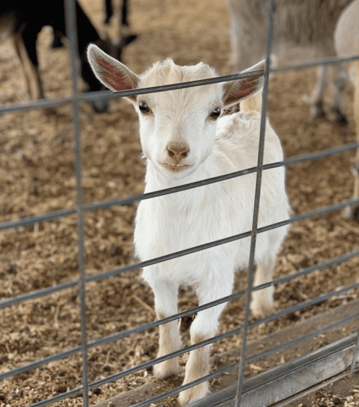 Southern Belle Farm Goats