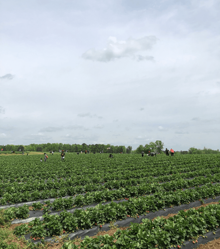 Strawberry Picking at Southern Belle Farm