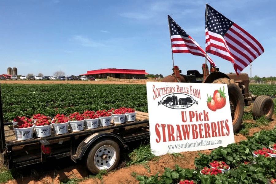 A truck bed full of buckets of strawberries in a farm field