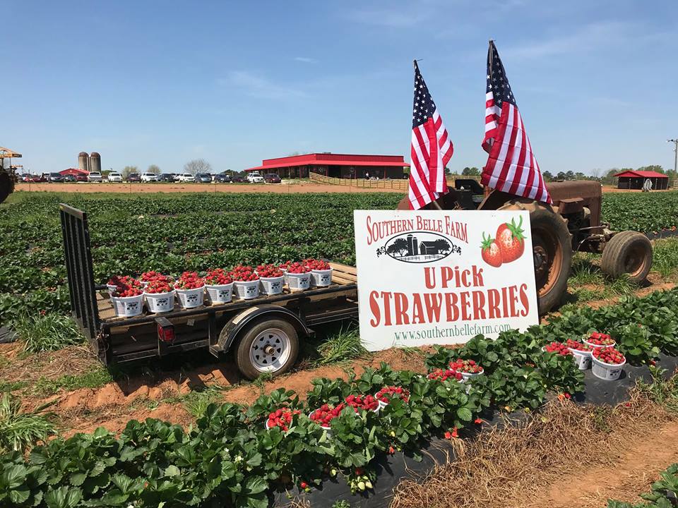 Strawberries on a flatbed truck