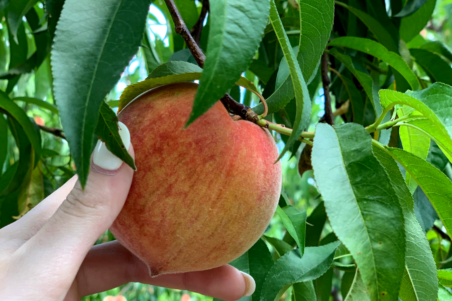 Southern Belle Peach picking