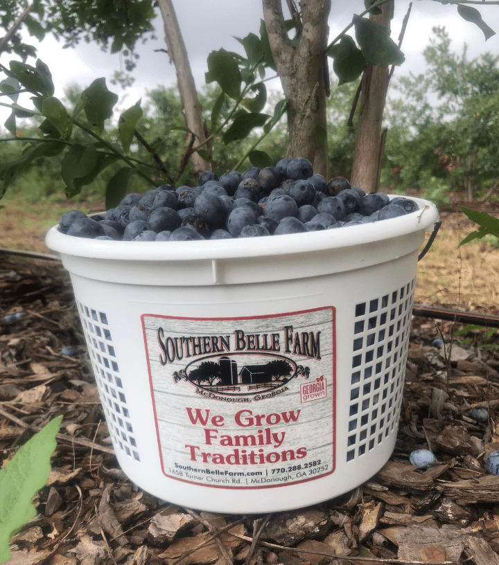 Southern Belle blueberries