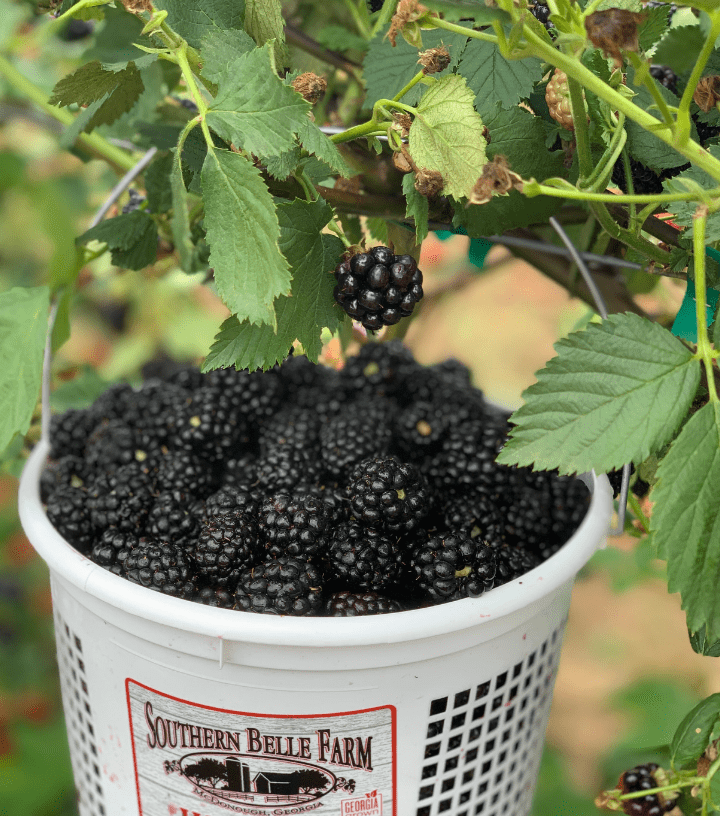 Southern Belle Blackberries