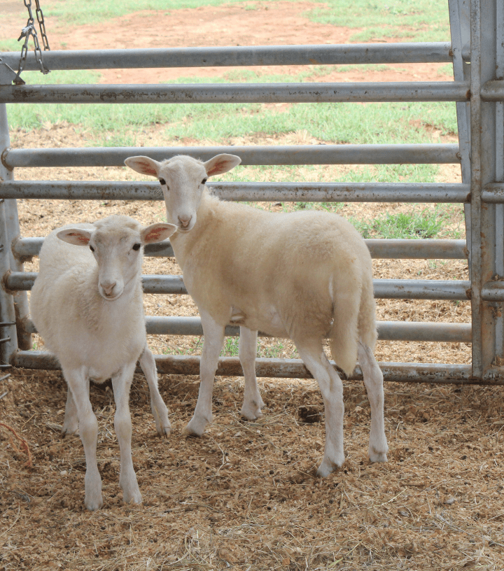 Southern Belle lambs