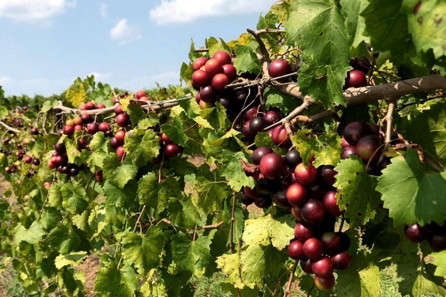 Southern Belle Muscadines on a vine