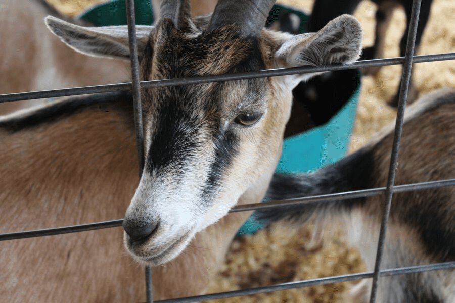 southern belle barn animals