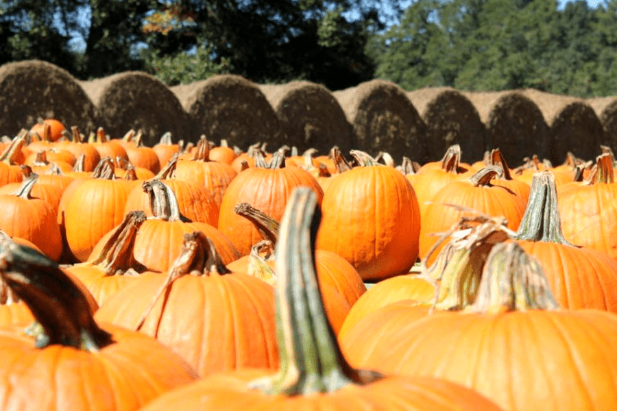 Southern Belle pumpkin patch