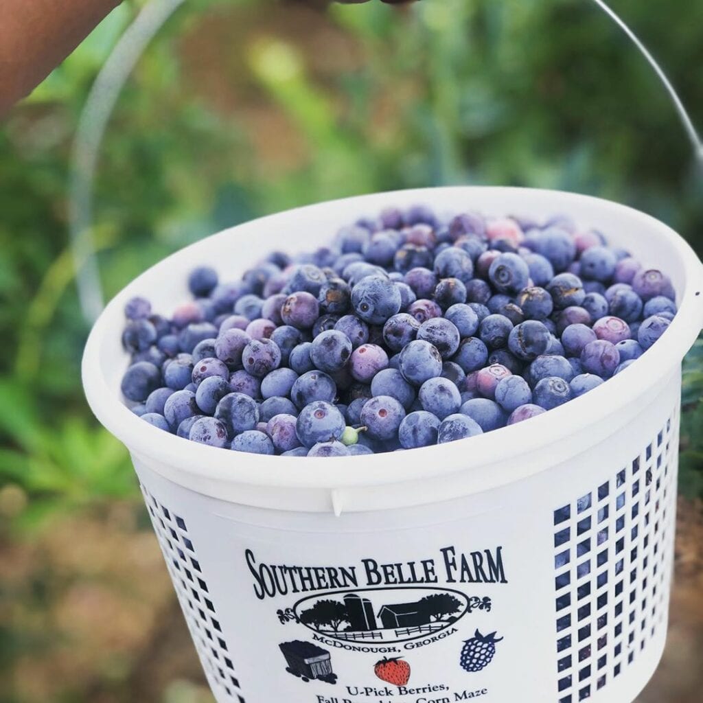 a bucket of blueberries