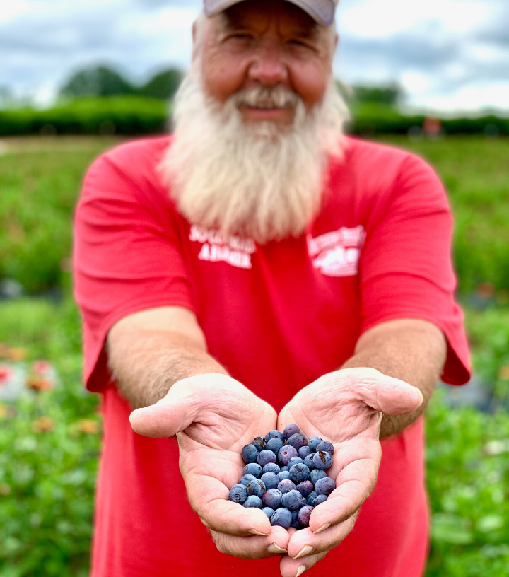 Man holding blueberries on a farm