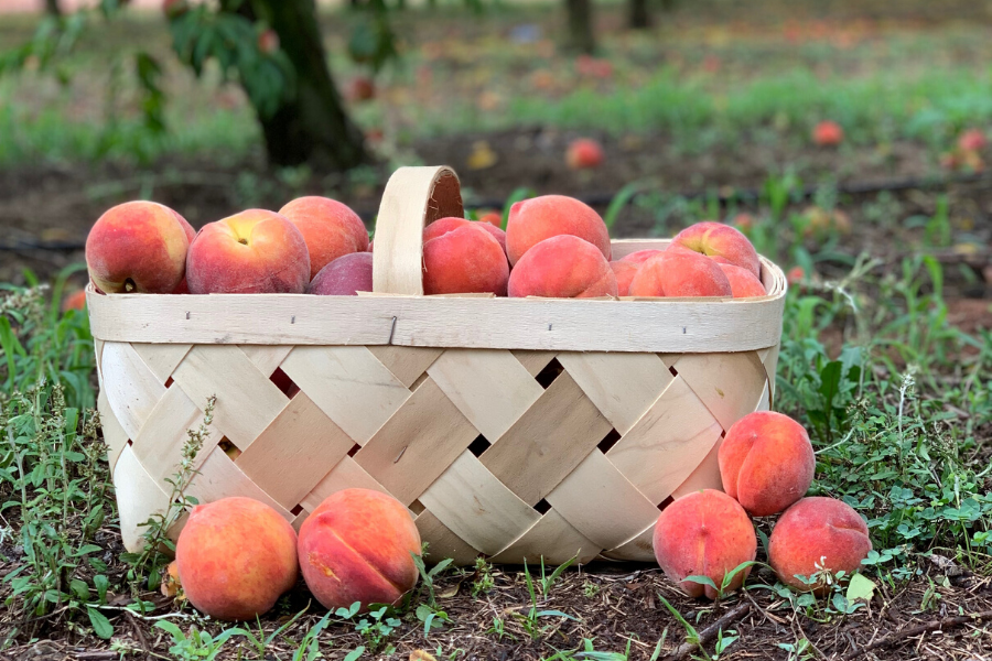 a basket of peaches 