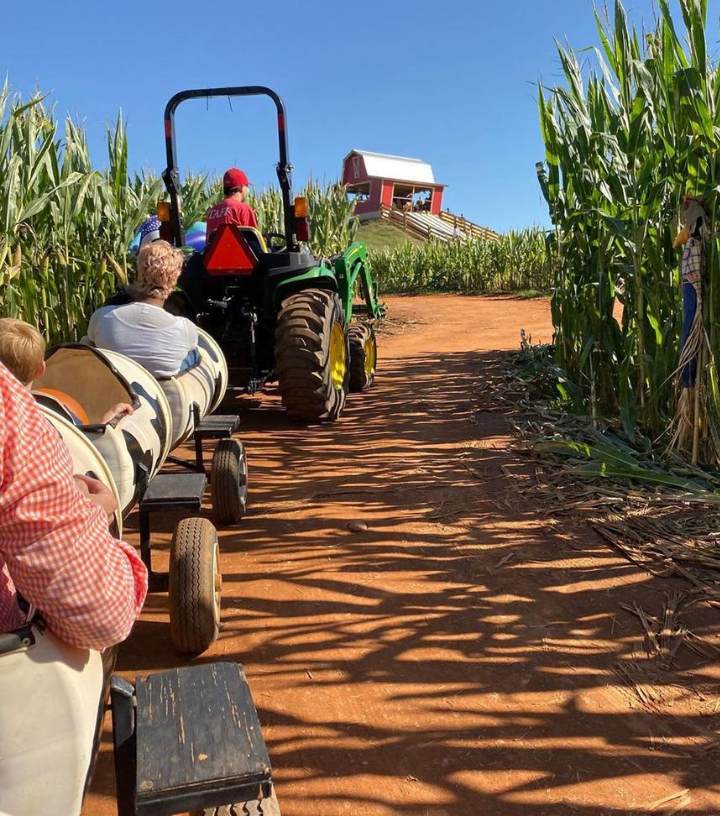 Cow Ride Southern Belle Farm Fall Activities