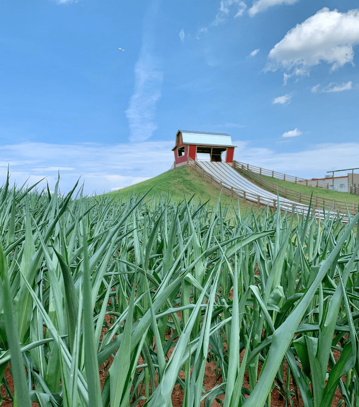 Southern Belle Farm Slide