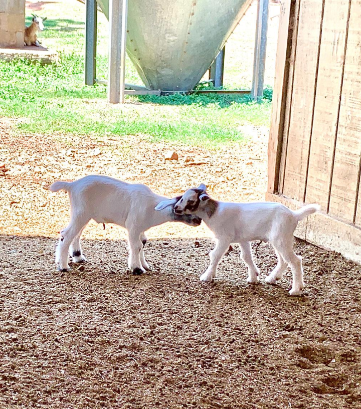 Southern Belle Farm Animal Barn