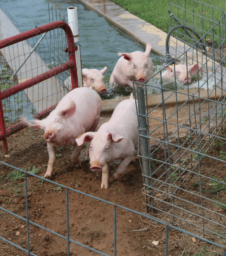 Pig Races Southern Belle Farm Fall Season