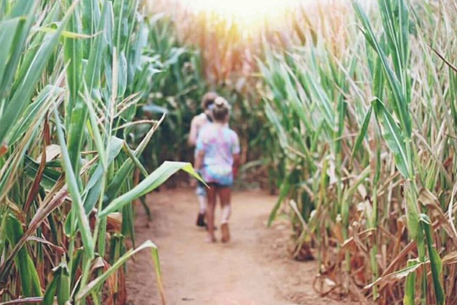 Southern Belle Farm Corn Maze