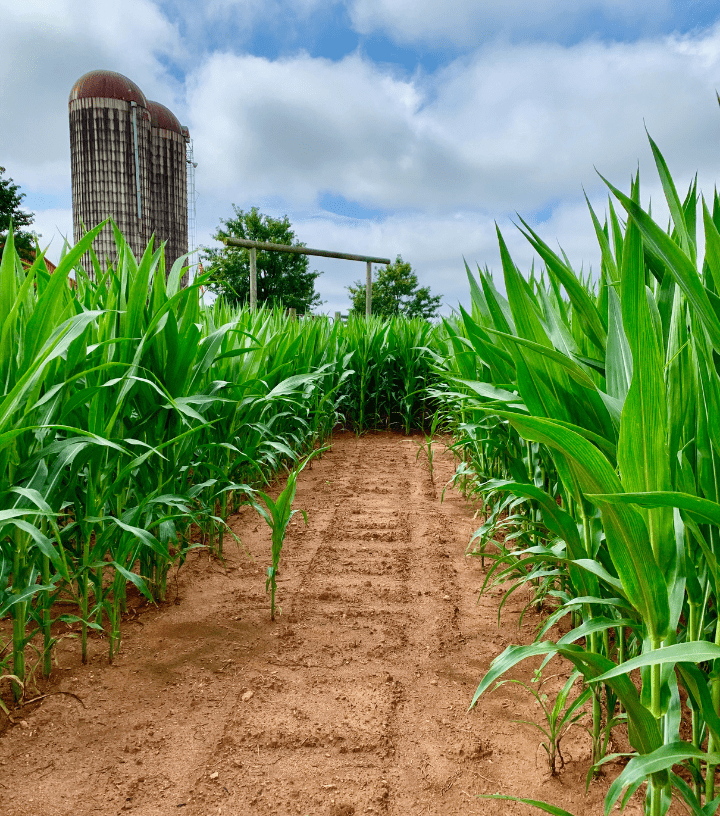 Fall Farm Corn Maze