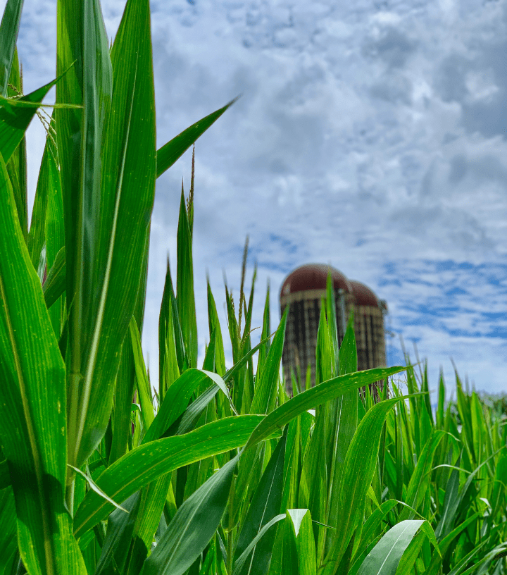 Southern Belle Farm Fall Corn Maze