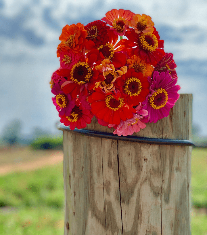 Southern Belle Farm Flowers