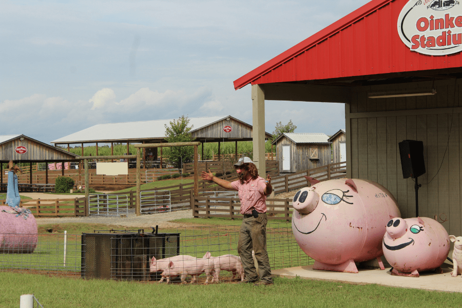 Southern Belle Farm Pig Races