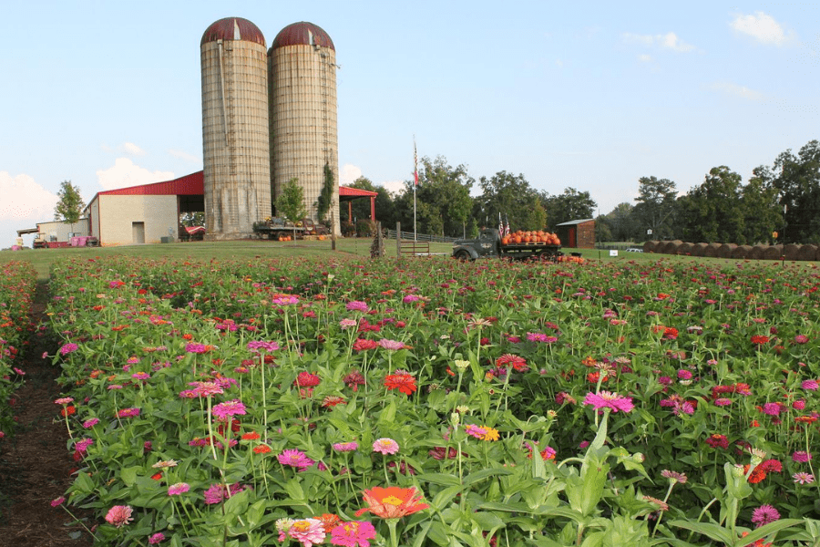 Southern Bell Farm Fall Season