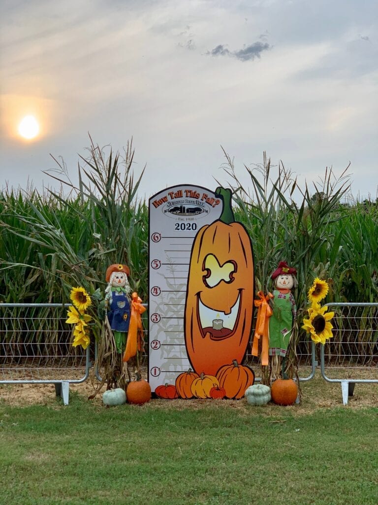 Fall Farm Corn Maze