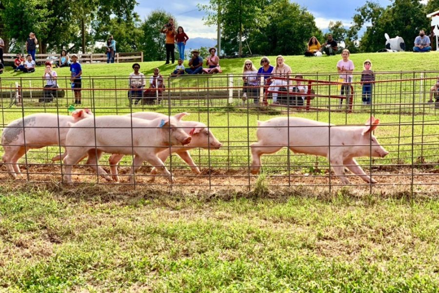 Pig Races Southern Belle Farm Fall