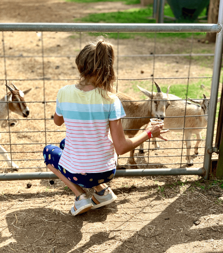 Southern Belle Farm Fall Animal Barn 1